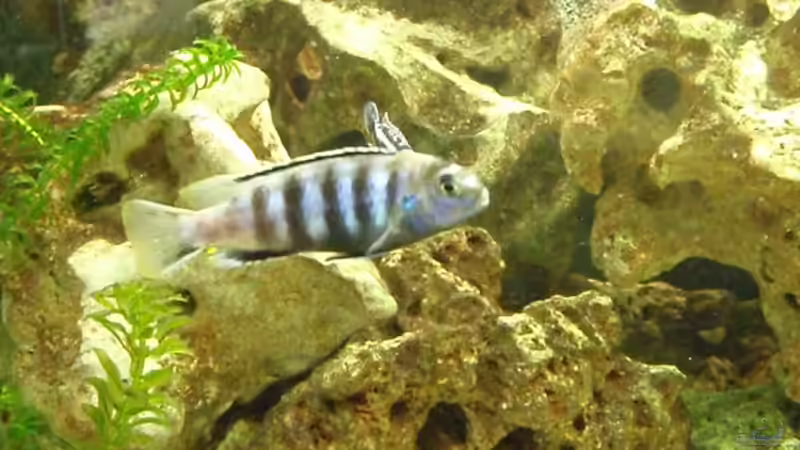 saulosi männchen von MF80 (11)