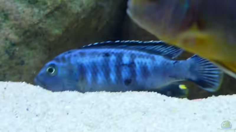 Saulosi Männchen von Yellow Man (24)