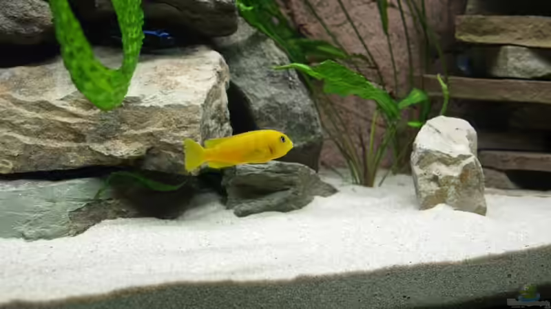 Saulosi mit `Schnute voll` von Branjo (24)