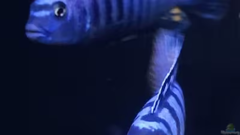 Saulosi u. Elongatus Mpanga Alpha Männchen von Malawi_Einsteiger (19)