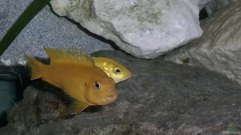 Saulosi und Yellow Weiber von Ingo Pöck (10)