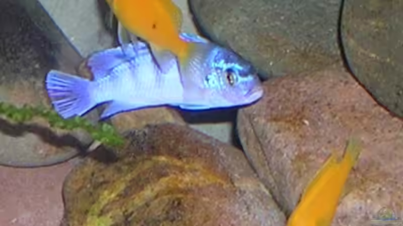 Saulosi von Karl-Heinz Krings (3)