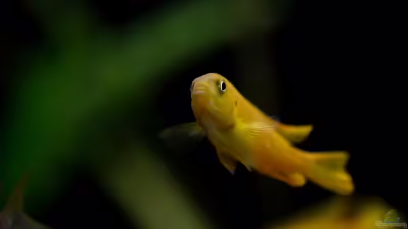 saulosi von maggo 28 (35)