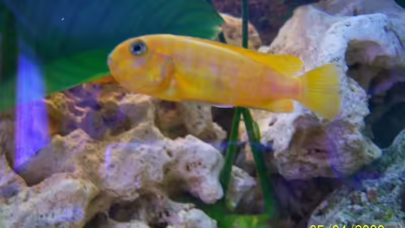 saulosi w mit jungen im maul von Rene Nolting (18)