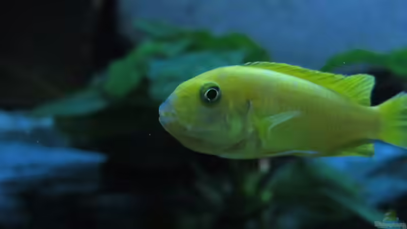 saulosi-Weib mit Laich im Maul von Mbuna (34)