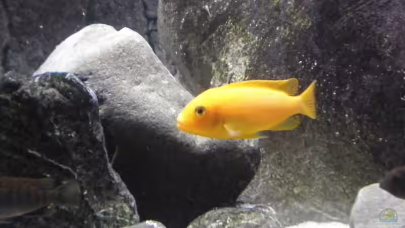 Saulosi Weib von Der Schwabe (17)