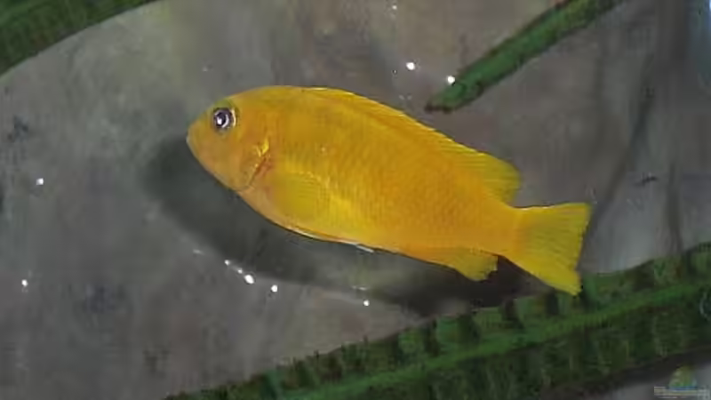 Saulosi weib von Malawi TOM (51)