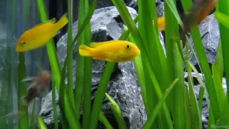 Saulosi Weibchen mit dicken Backen von BastiB (70)