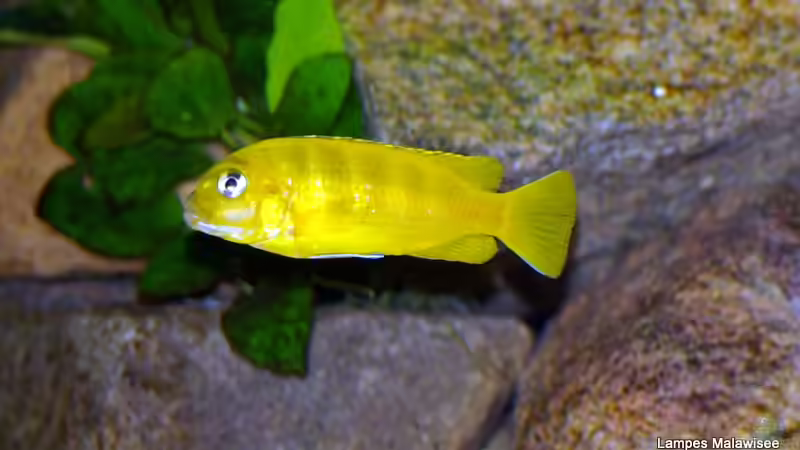 Saulosi Weibchen von Hr.Lampe (29)