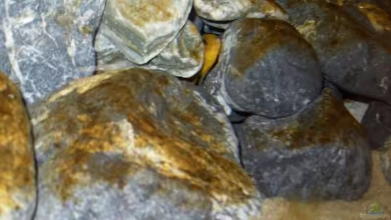 Saulosi Weibchen von Moin (6)