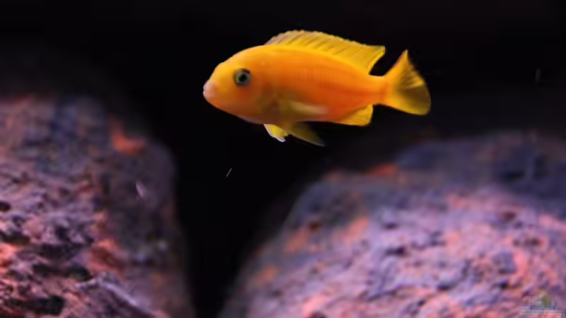 saulosi Weibchen von Werner Franz (10)