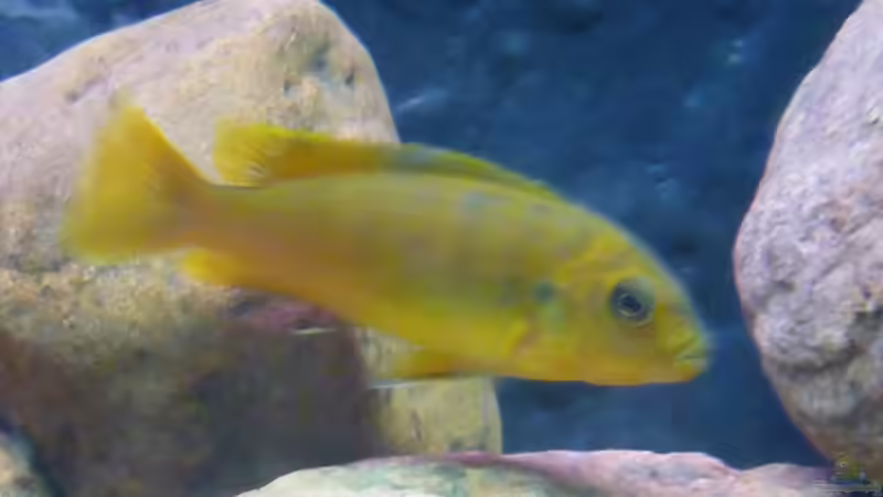 saulosi weibchen von Yellow Man (23)