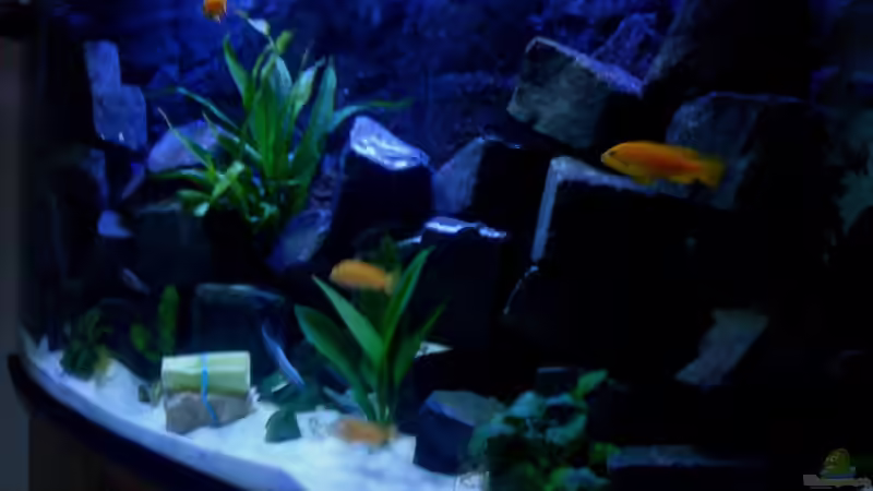 Saulosi Weiber von Ducky (12)