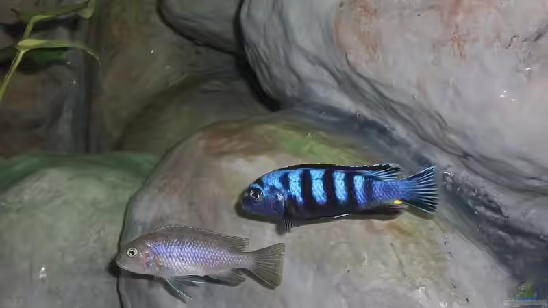 Saulosibock und Afradame 14.08.11 von Malawi TOM (61)