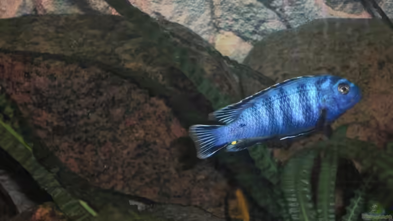 Saulosimännchen 21.06.2009 von Malawi TOM (71)