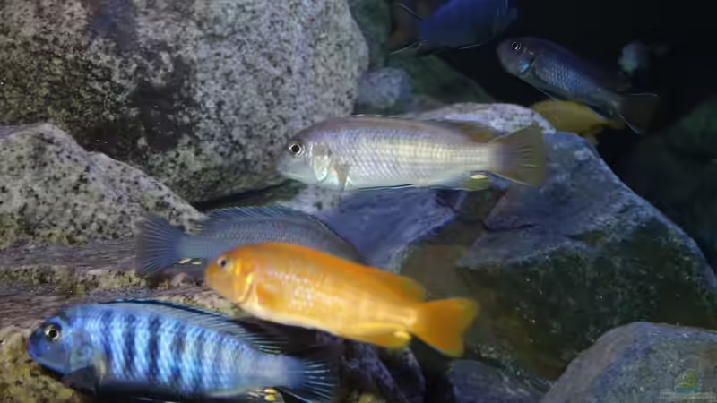 Saulosis, Elongatus Mpangas von Malawi_Einsteiger (23)