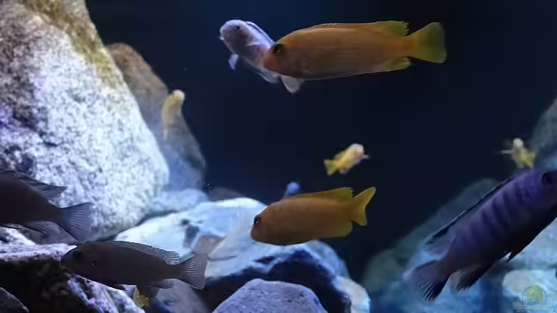 Saulosis von Malawi_Einsteiger (30)