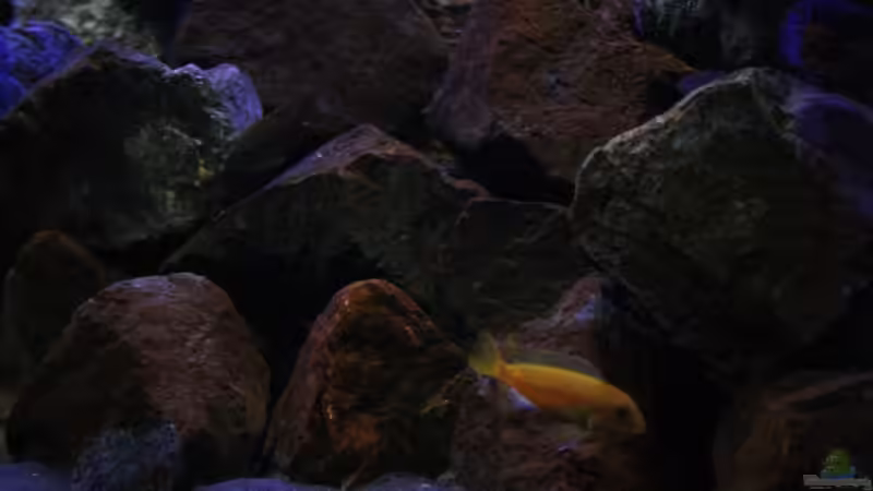 Saulsosis und co. aktiv im Becken unterwegs! von Florian Bandhauer (12)