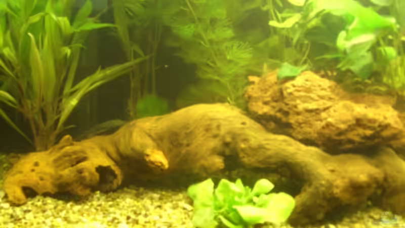 Savanna Holzwurzel  von Mario H. (15)