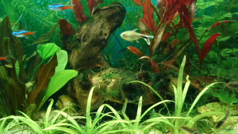 Savannen-Wurzel von Susanne Kruse (18)