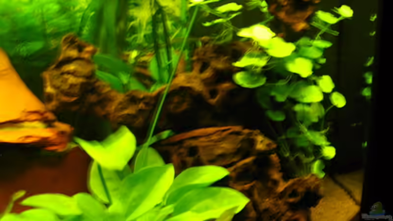 Savannenholzwurzel von Sabine Hoffmann (12)