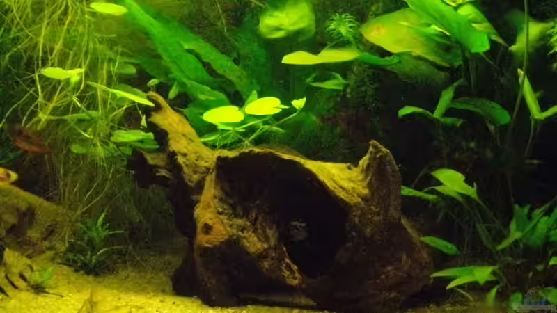 Savannenwurzel klein mit extra Höhlen von Caricciola (13)