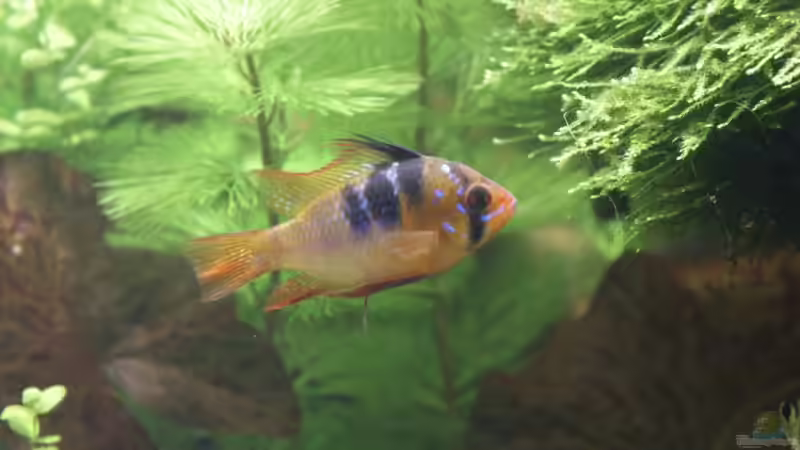 SBB - Männchen von Dschinn (54)