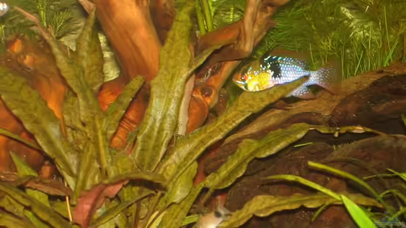 SBB - männlich von *Thorsten* (28)