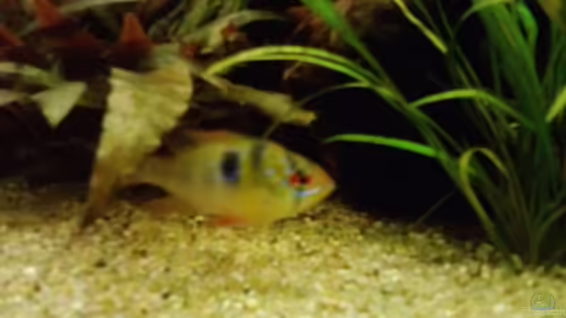 SBB - männlich von *Thorsten* (29)