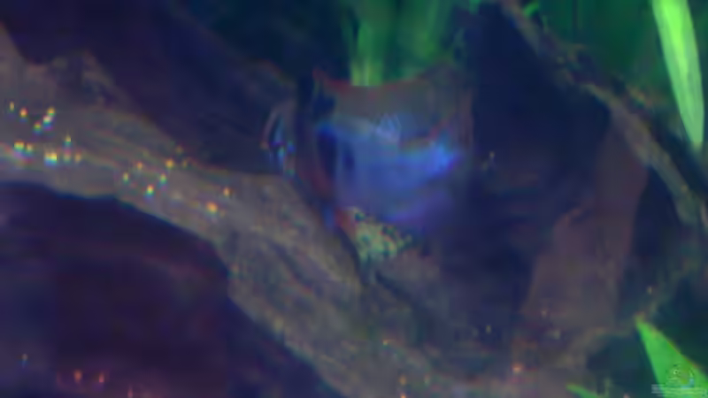 SBB bewacht das Gelege von AlexR6 (13)