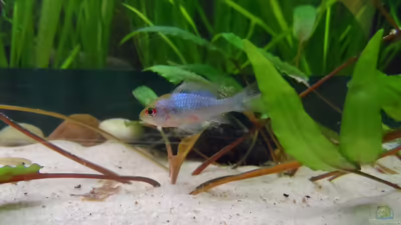 SBB blau Weibchen von mimi211080 (3)