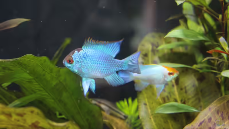 SBB Electric Blue und Gold Head von Wabi (17)