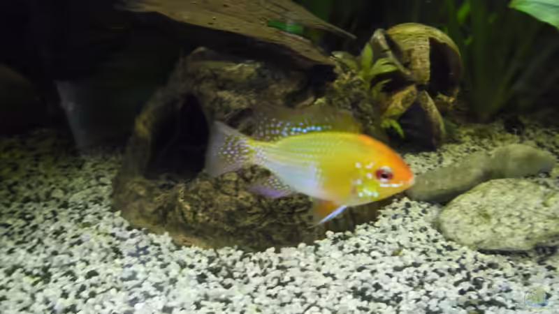 SBB Gold Männchen von Ruppinho (61)