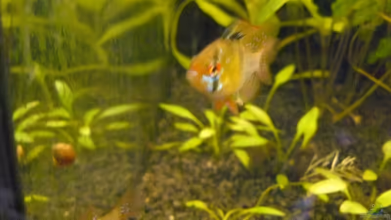 SBB Mänchen von Zwergbuntbarschfan (17)