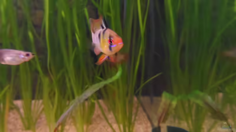 SBB Männchen ( Ron ) von mimi211080 (5)