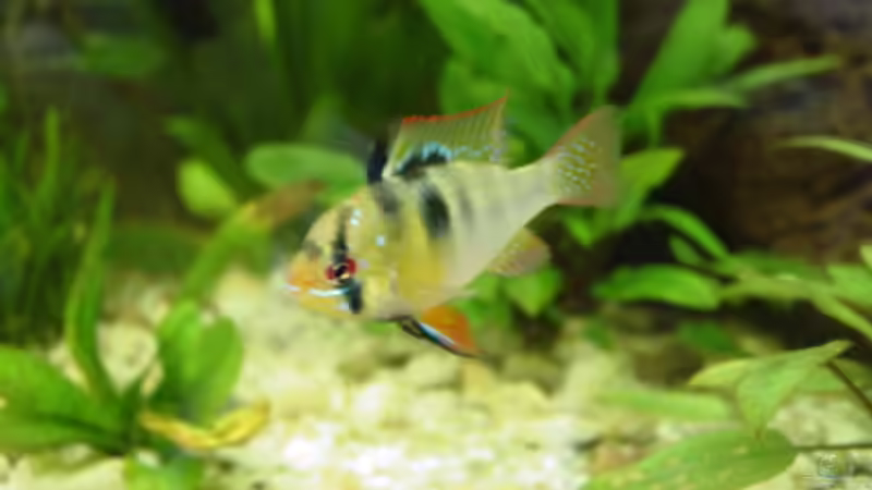 SBB Männchen von Christoph Pieper (2)