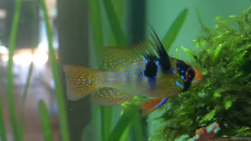 SBB männchen von Der_Renner (7)