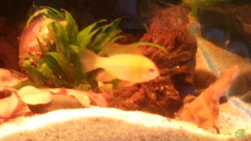 SBB Männchen von Grek77 (17)