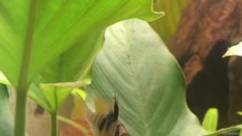 SBB Männchen von Jan H. (30)