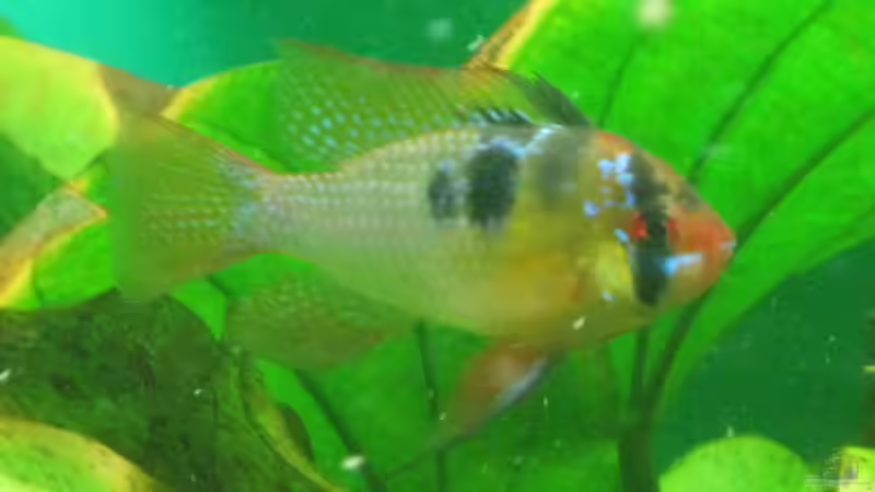 SBB-Männchen von Korbi (22)