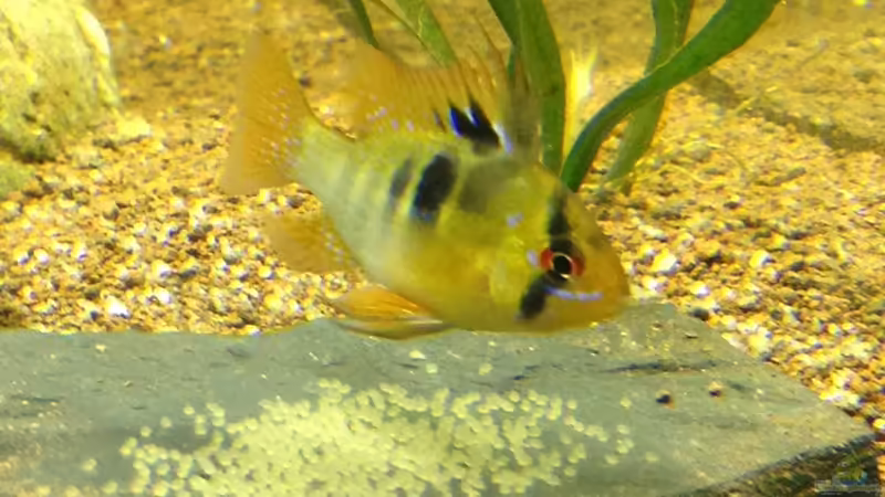 SBB mit Gelege von linlan (37)