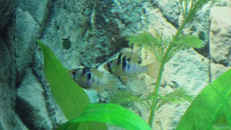 SBB-Paar seitlich von Stephan (12)