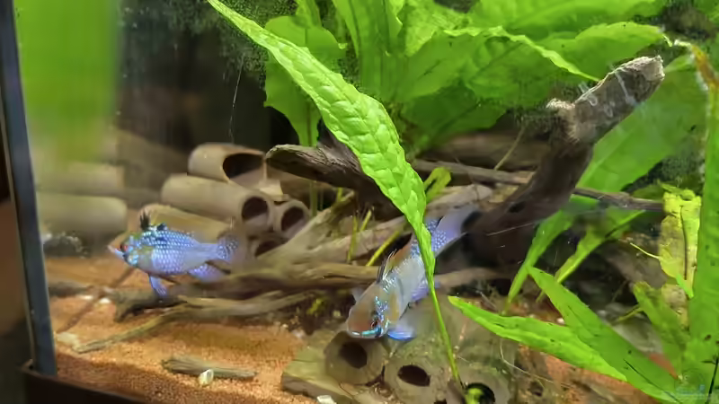 SBB Paar von HOTU (66)