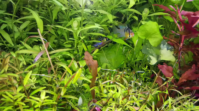 SBB,s bewachen ihr Gelege.  von odin 68 (167)