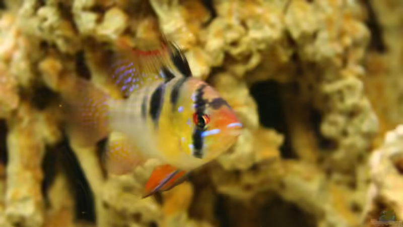 Sbb und Spagehttistein von NlLs M0nt (15)