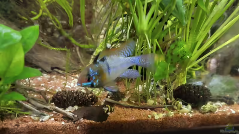 SBB Weibchen  von HOTU (68)