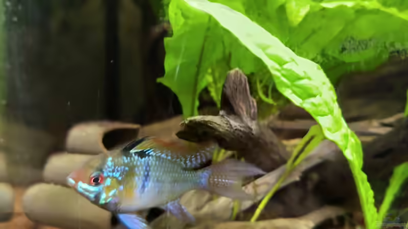 SBB Weibchen von HOTU (67)