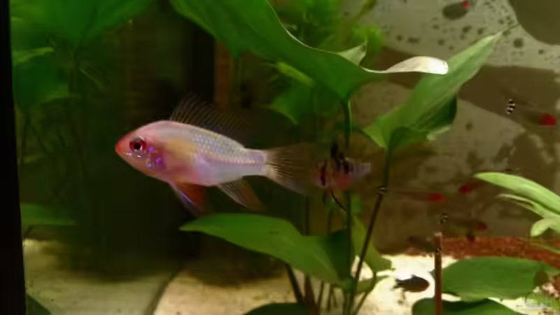 SBB Weibchen von Jan H. (34)