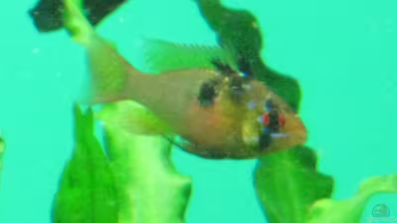 SBB-Weibchen von Korbi (21)