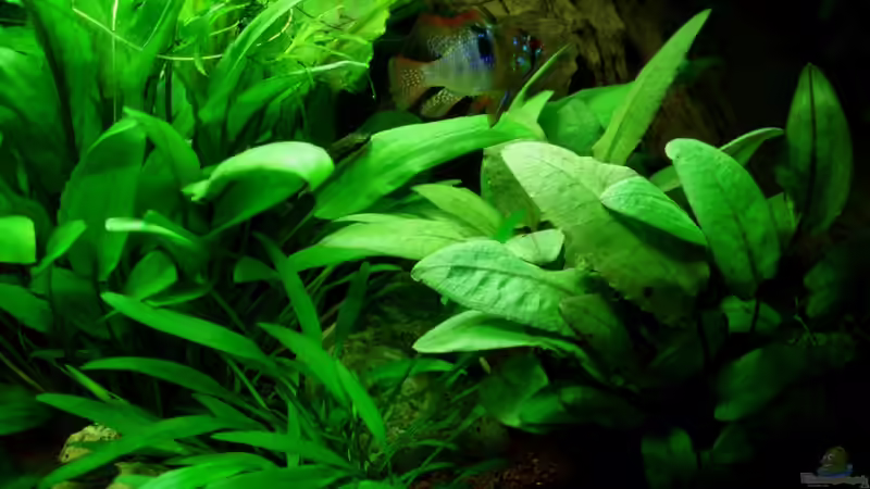 SBBm 07.08.11 von ~Marco~ (43)